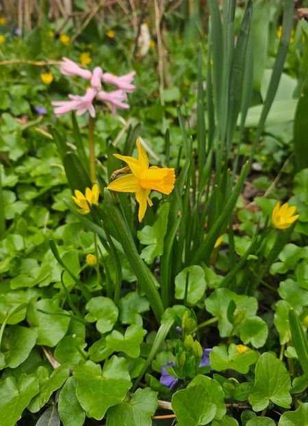  - Narcise 2018 24 25