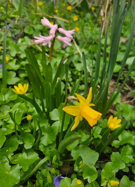  - Narcise 2018 24 25