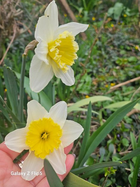  - Narcise 2018 24 25