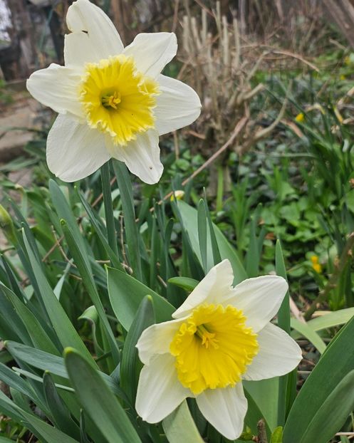  - Narcise 2018 24 25