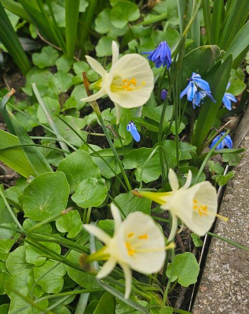  - Narcise 2018 24 25