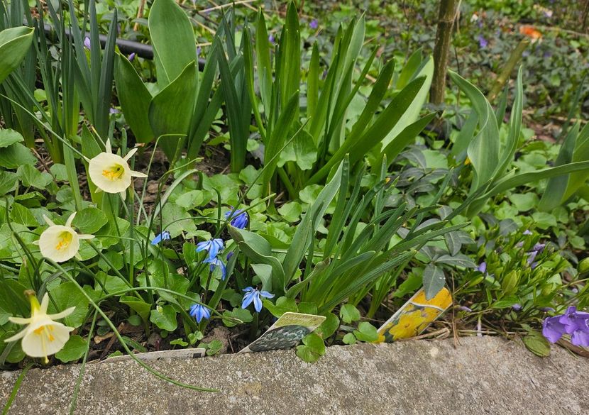  - Narcise 2018 24 25