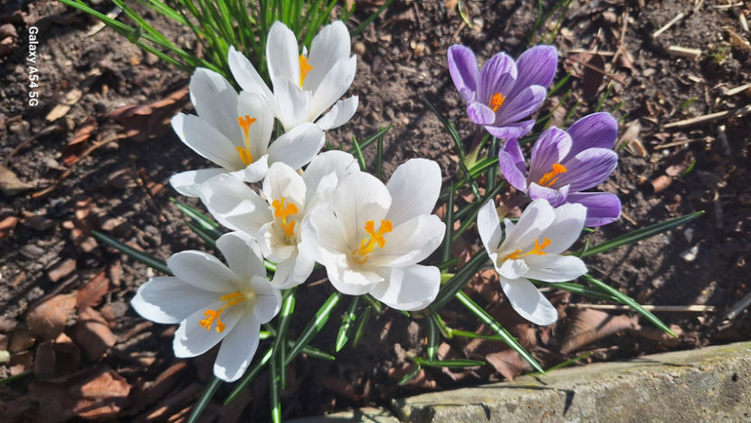  - 2024 - 04 - 2025 - 00 - Iarna