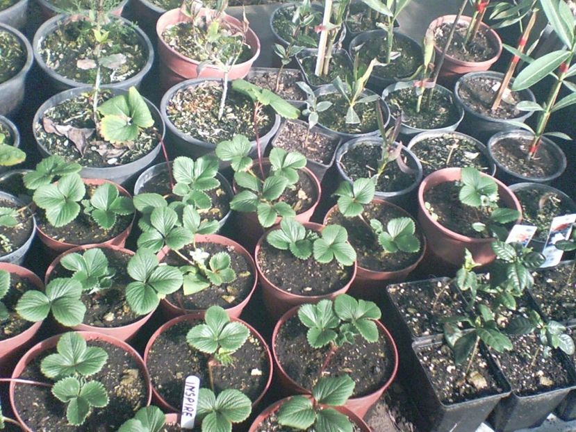 SUNP0004 - capsuni remontante