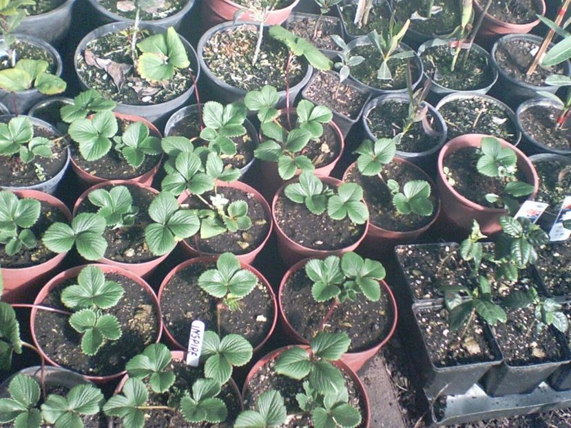 SUNP0005 - capsuni remontante