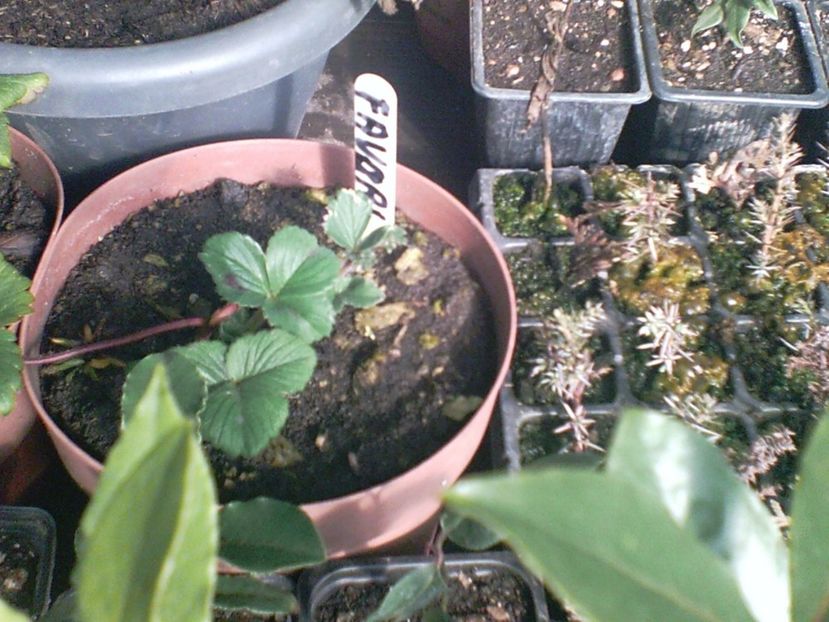 SUNP0007 - capsuni remontante