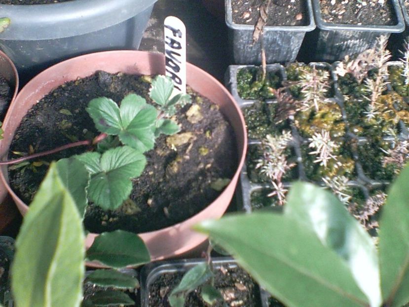 SUNP0008 - capsuni remontante