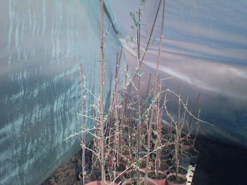 SUNP0003 - arbusti goji