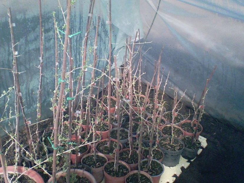 SUNP0002 - arbusti goji