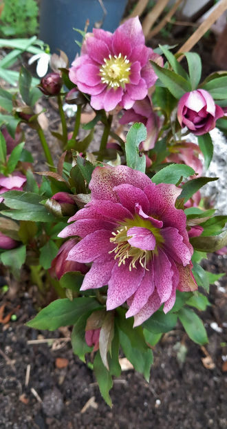 2025.03.18, - 8°C - Helleborus - Spanz