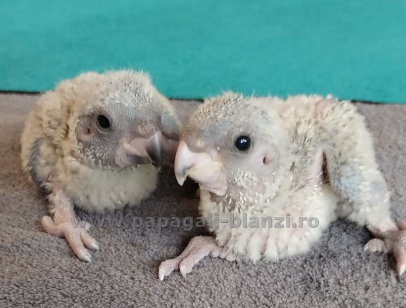 Senegal-4 - papagali Senegal