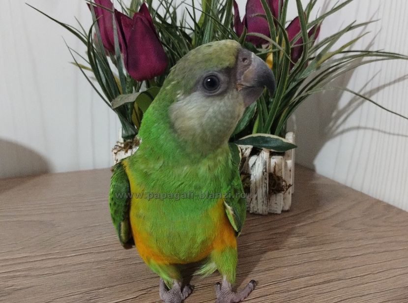 Senegal-19 - papagali Senegal