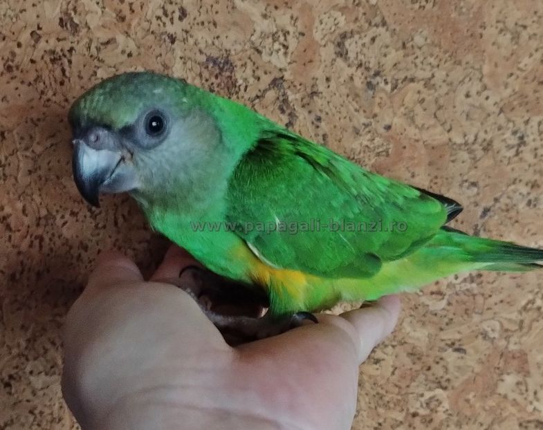 Senegal-20 - papagali Senegal