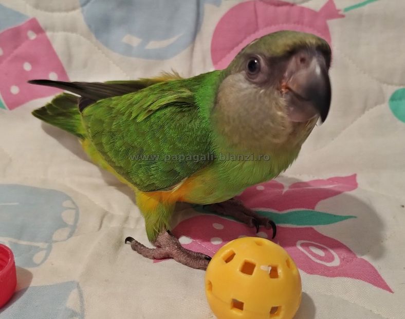 Senegal-22 - papagali Senegal