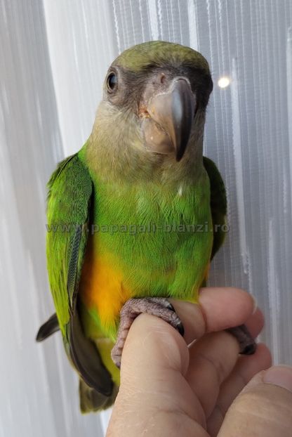 Senegal-23 - papagali Senegal