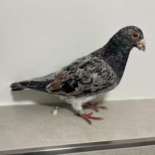  - Nu îmi aparțin 9