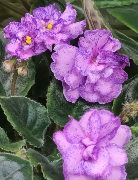  - Va T Prazdnichnyj Naryad Pugovki