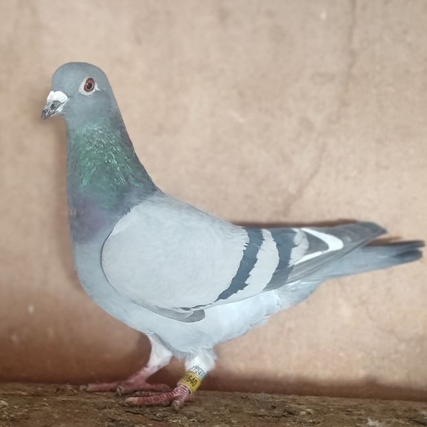 Femela 24-640 - Vânat list