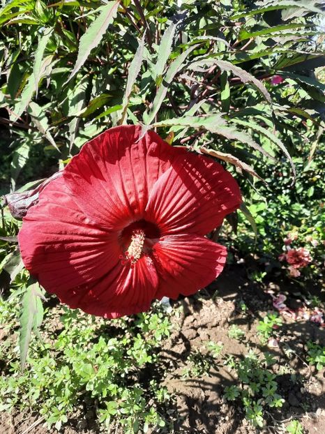  - Hibiscusi