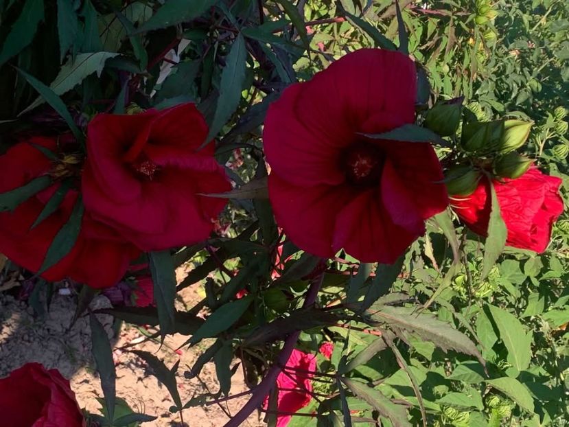  - Hibiscusi