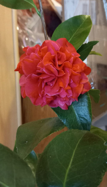  - 2024 - 04 - 2025 - 00 - Iarna