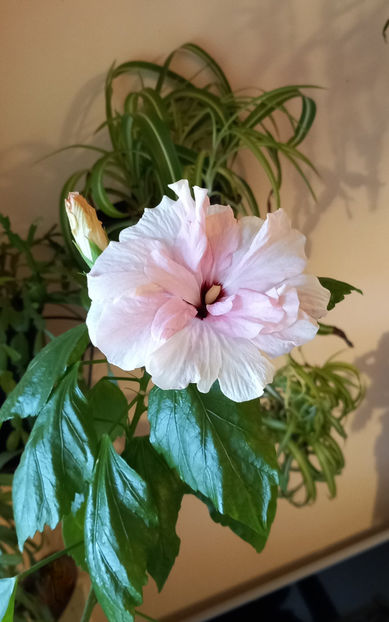  - 2024 - 04 - 2025 - 00 - Iarna