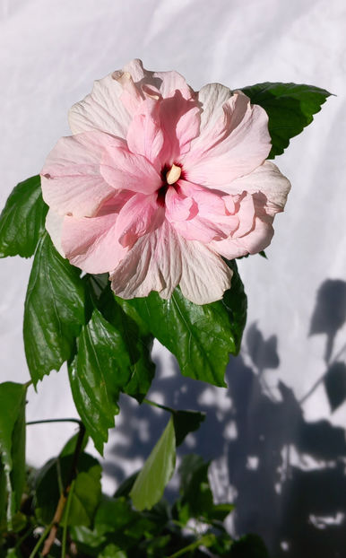  - 2024 - 04 - 2025 - 00 - Iarna