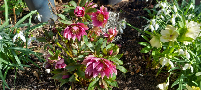  - Helleborus - Spanz
