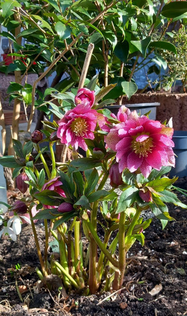  - Helleborus - Spanz