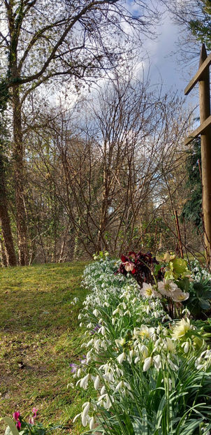  - Helleborus - Spanz