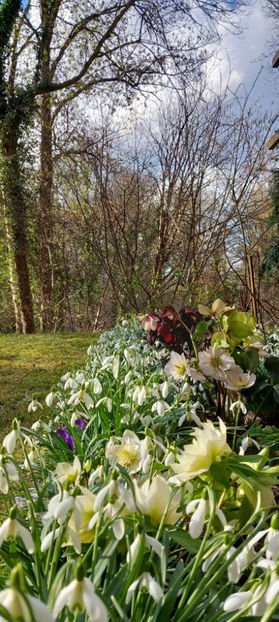  - Helleborus - Spanz