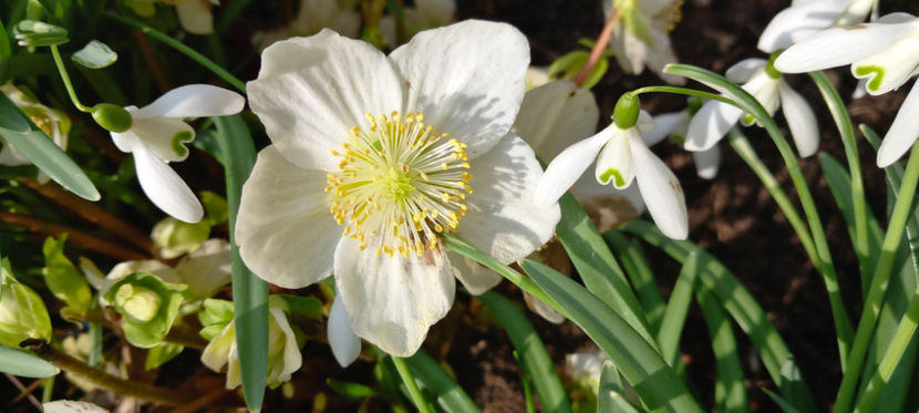  - Helleborus - Spanz