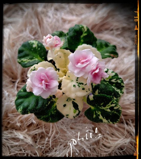 Watermelon Snow - AA violete africane de colectie