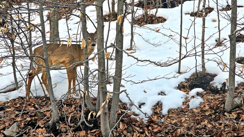 Home Deer 1 - B - ANIMALS