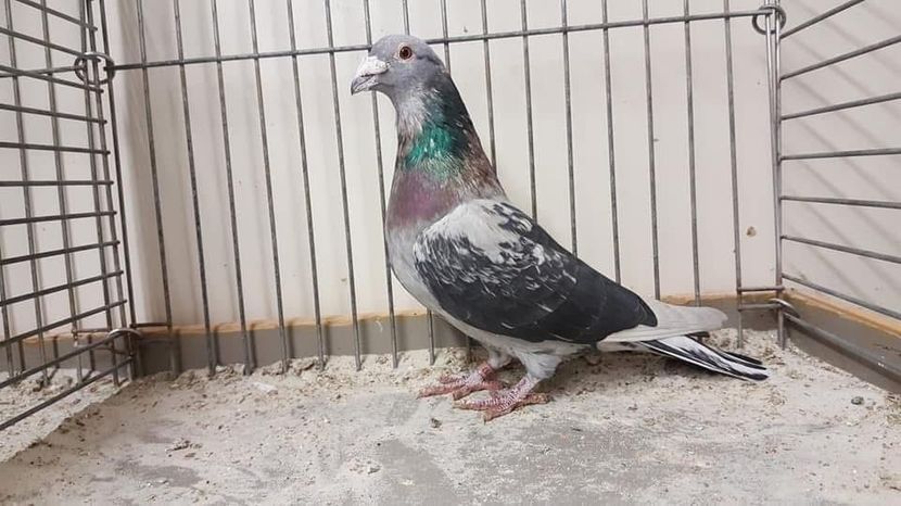  - Nu îmi aparțin 9