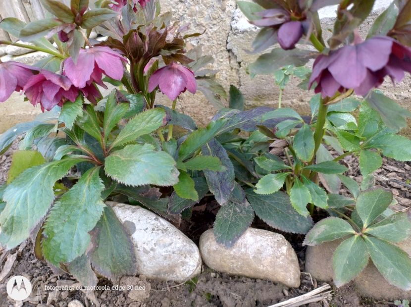  - Flori de gradină-2025