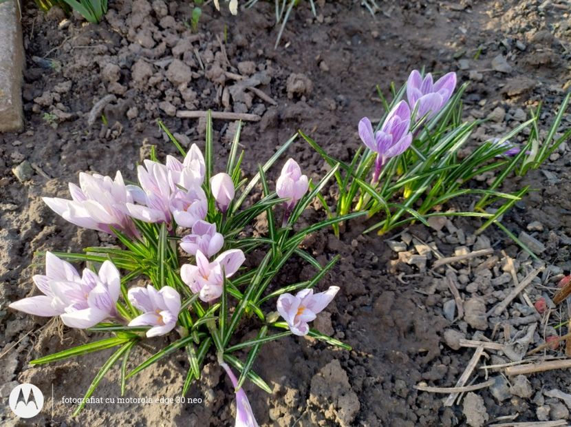  - Flori de gradină-2025
