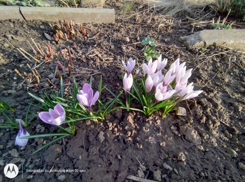  - Flori de gradină-2025
