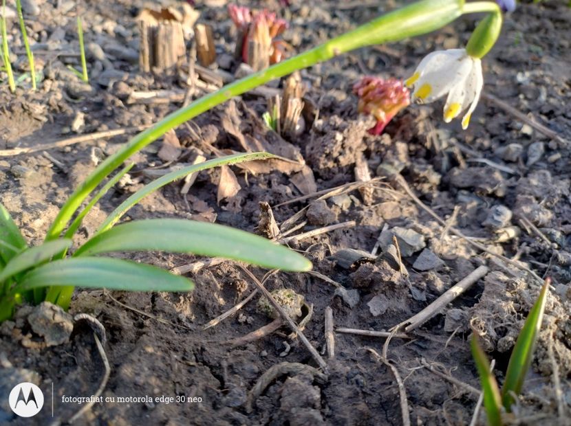  - Flori de gradină-2025