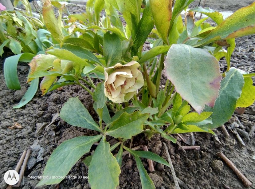  - Flori de gradină-2025