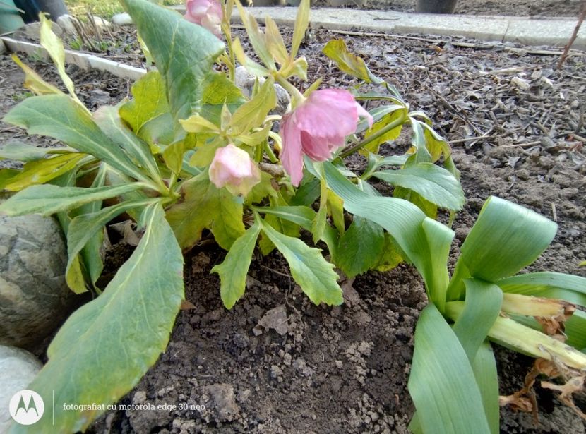  - Flori de gradină-2025