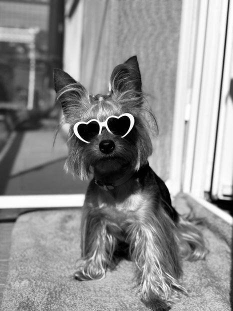  - ll-LUNA the Yorkie-ll