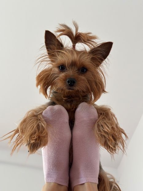  - ll-LUNA the Yorkie-ll