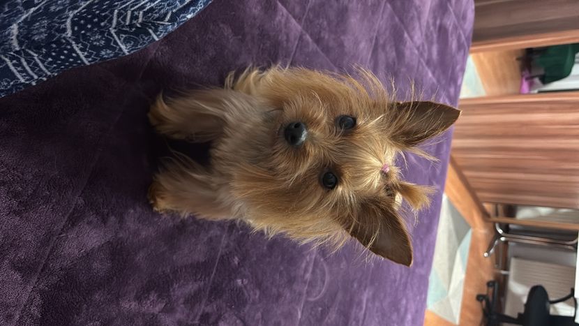 - ll-LUNA the Yorkie-ll