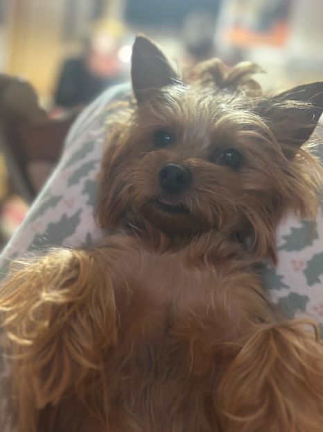  - ll-LUNA the Yorkie-ll