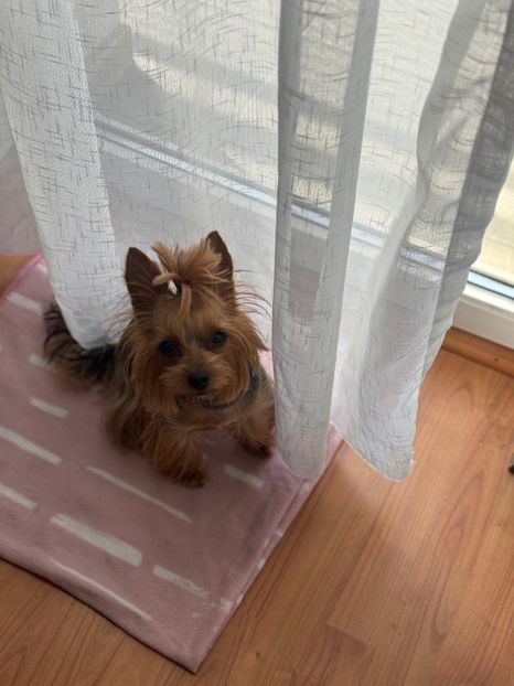  - ll-LUNA the Yorkie-ll
