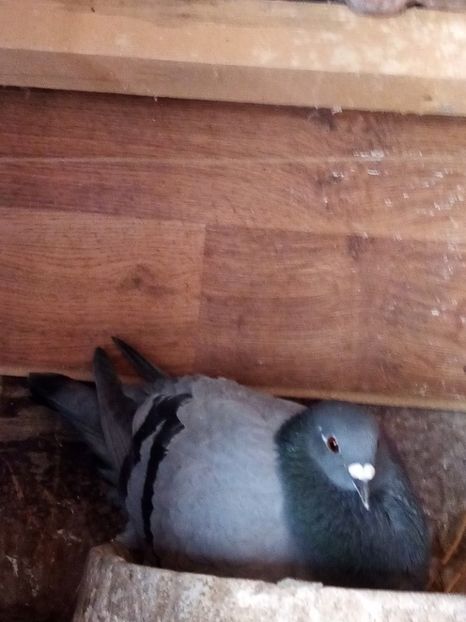 Femelă - 2024 - perechea 1