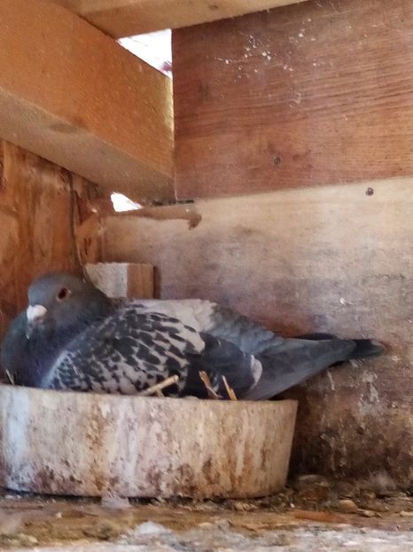 Femelă - 2023 - Arhiva-amintiri