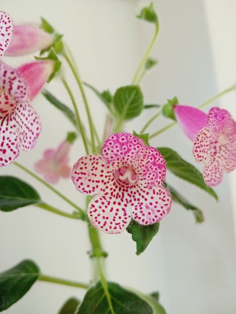 2025 - Kohleria 4 - Ni s Lisa