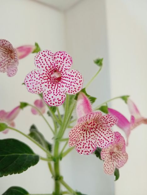  - Kohleria 4 - Ni s Lisa
